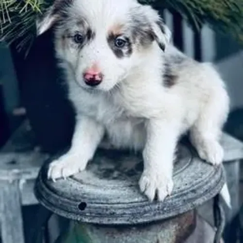 Border Collie,Border Collie Filhote Selecionado Alta Procedência