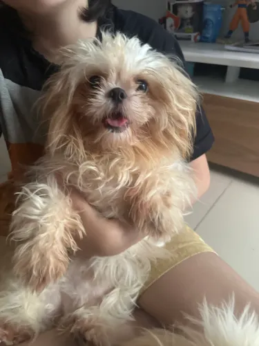 Shih tzu