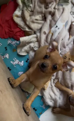 Vende-se Filhote Pinscher