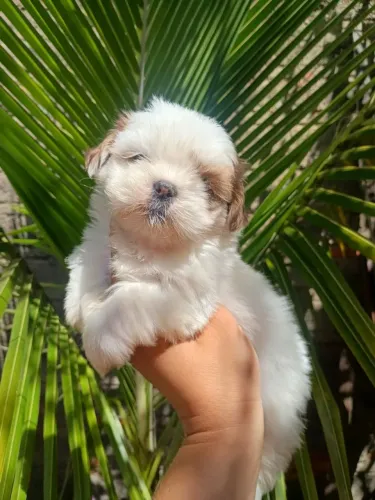 Shihtzu, 47 dias, 1 dose da vacina