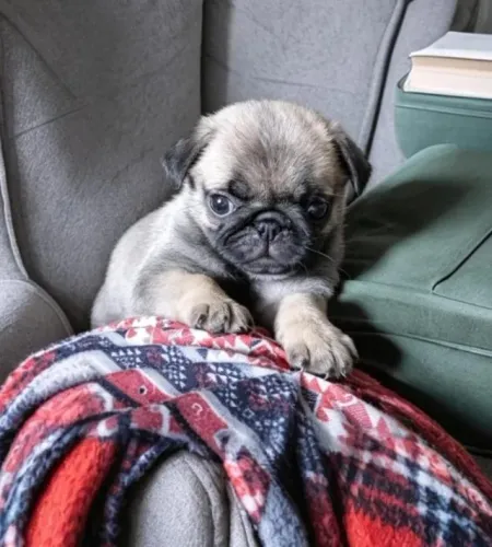 Linda bebê pug