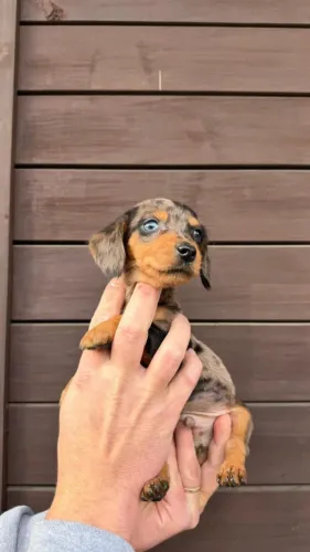 Dachshund/Teckel arlequim perfeitíssimo 