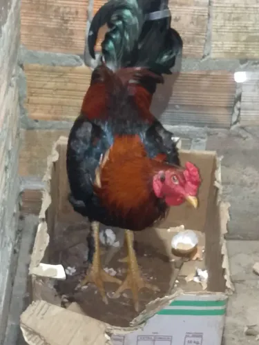 Meu galo
