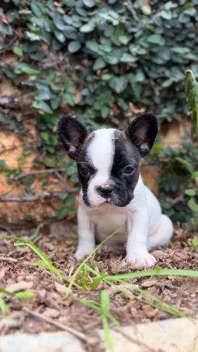 Bulldog fêmea