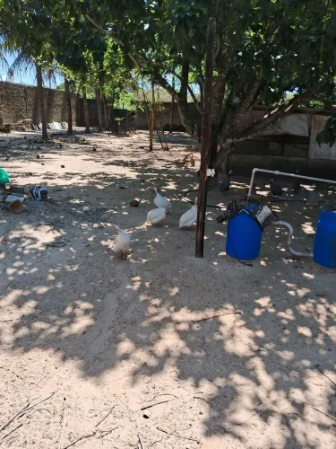 Guiné 