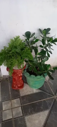 Vasos&Plants 