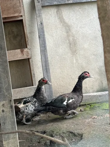 Patas a venda