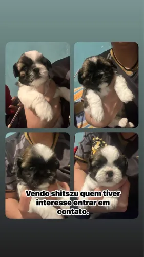 Cachorro