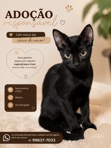 Doação gatinho