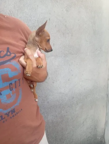 Mini cão, máximo amor Pinscher macho
