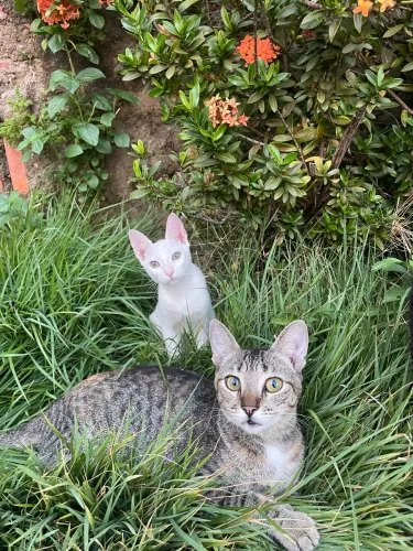 Gatinhas com castração garantida
