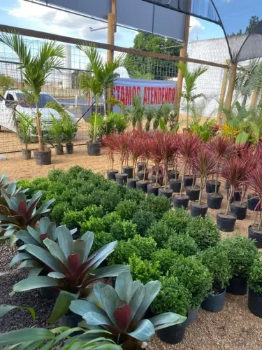 Plantas ornamentais pra sp/rio/mg paga na entrega mínimo 600.00