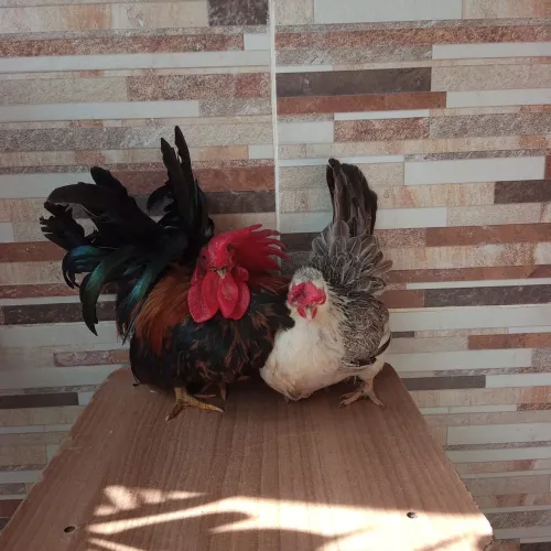 Casal de Garnisé 