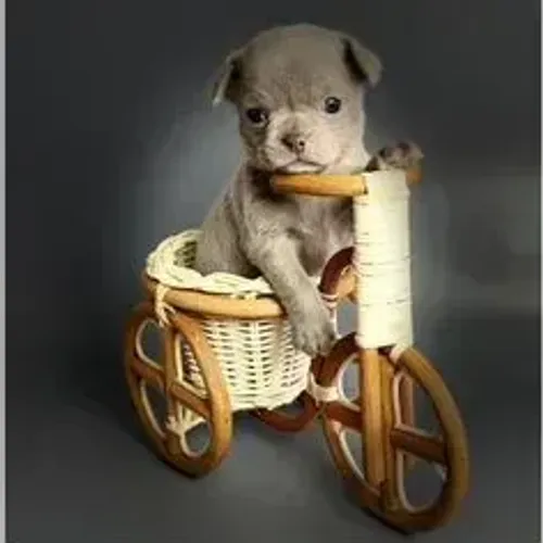 Chihuahua,Chihuahua Filhote Top Padrão da Raça