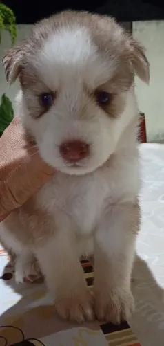 Filhotes de hunsky siberiano