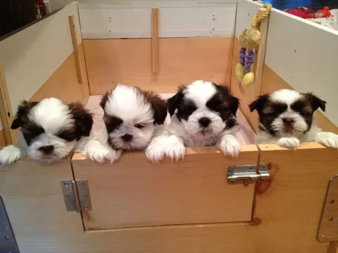 Filhotes de Shihtzu amenizando o carinho todo!