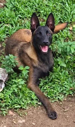 Belga malinois 6 meses. Pedigree