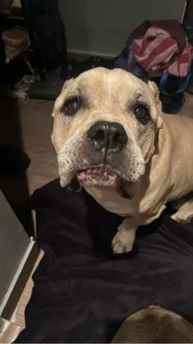 American Bully para cobertura