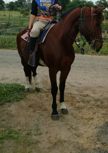 Égua crioula