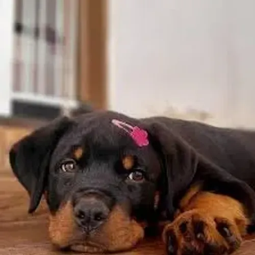 ROTTWEILER Força e lealdade desde filhote.