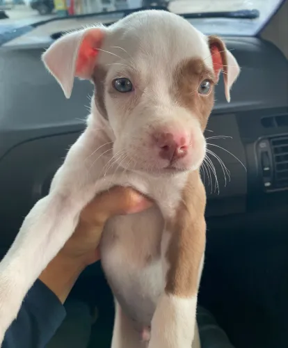 Filhote de Pitbull 