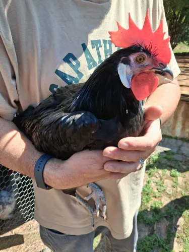 Cara de Palhaço
