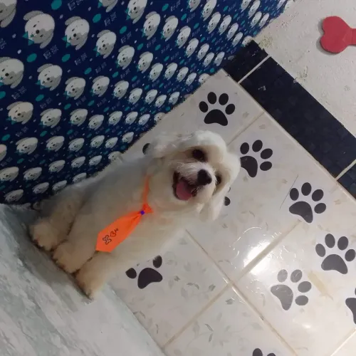 doação de dois cachorros Shitzu