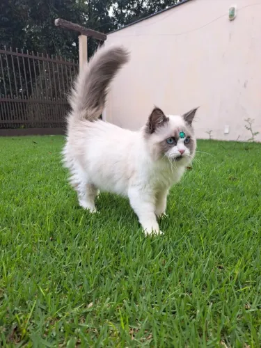 Filhotes gatos Ragdoll e Persas