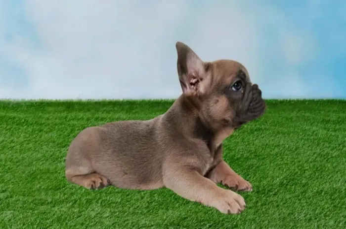 Bulldog Francês Macho 
