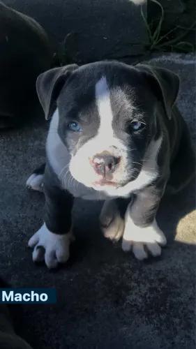 American bully 