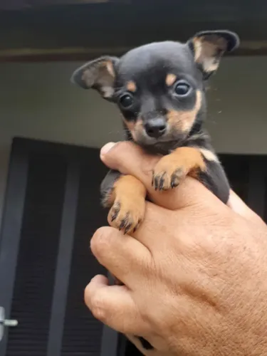 Pinscher 0 ultimo macho