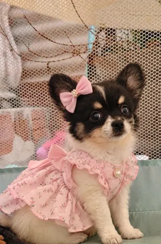Chihuahua Fêmea Pelo Longo - com pedigree
