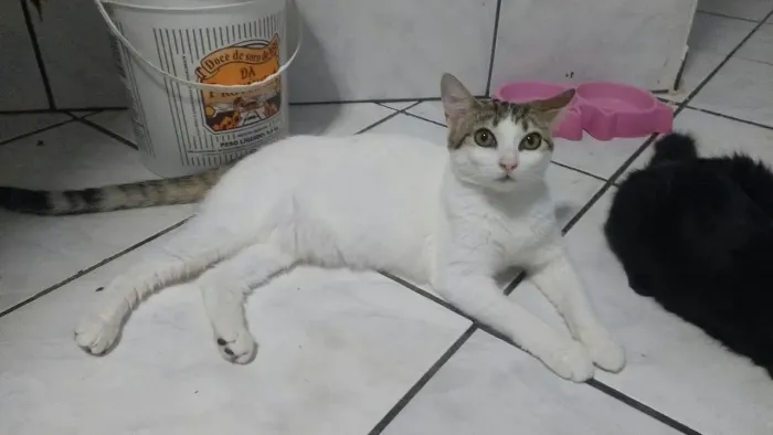 Doa-se esses lindos e fofos filhotes