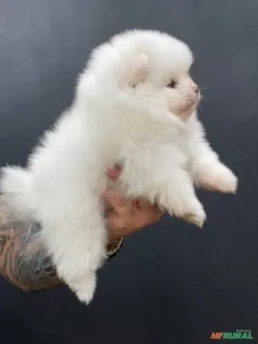Lulu da pomerania mostrando seu comprimento 