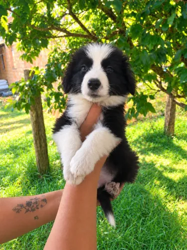 Border collie