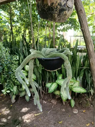 Rabo de macaco 