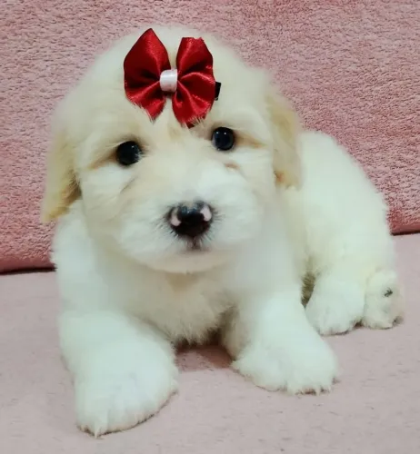 FILHOTES DE POODLE TOY MINI FÊMEAS
