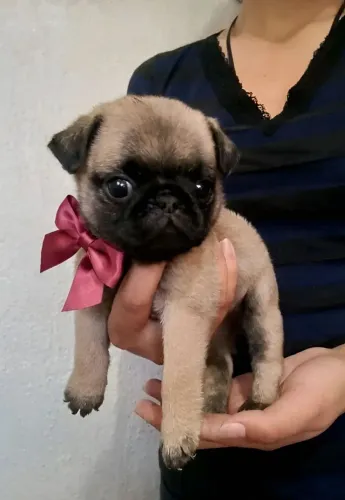 Pug
