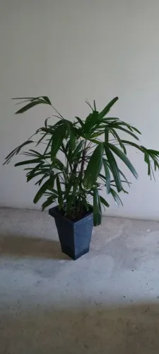 Palmeira Ráfia 