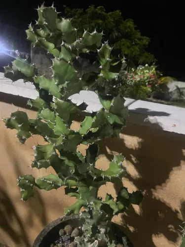 Lindos Cacto Euphorbia Tortilis