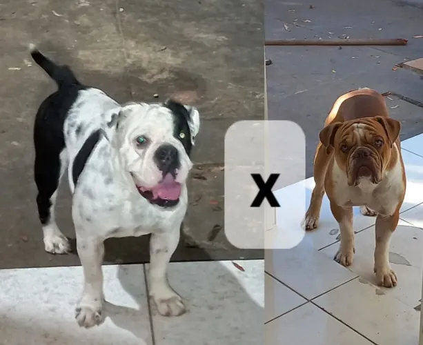 Bulldog campeiro disponível