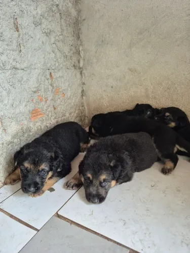 Vende-se filhotes de pastor alemão 