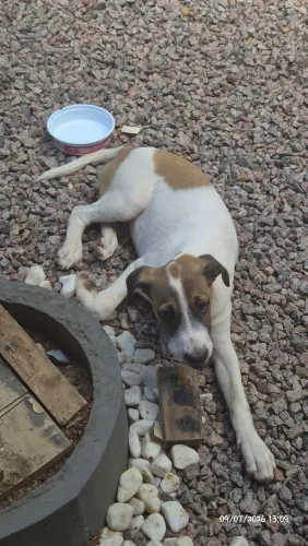 Cachorro filhote 5 meses