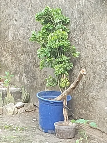 Plantas para vender preço variado