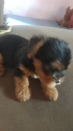 Tenho um lindo machinho da raça Yorkshire Terrier disponível para venda!!!!