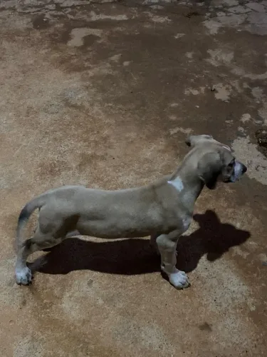 FILA BRASILEIRO