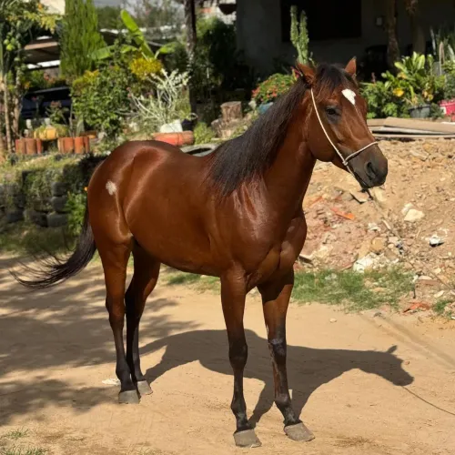 VENDO POTRO 4 ANOS ( P.O ) 35.000 Baixei viu..
