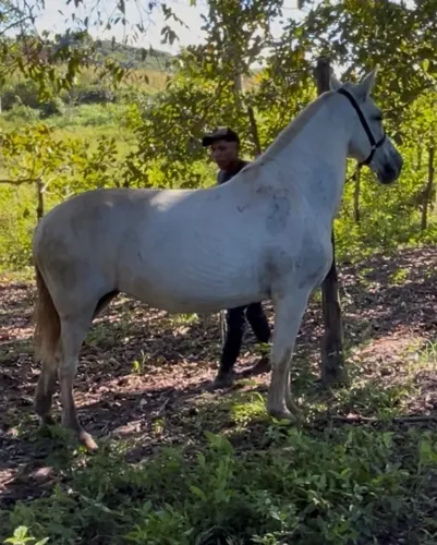 Égua mangalarga 