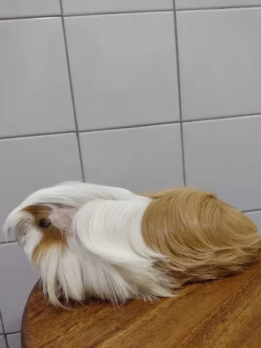 Porquinho da índia peruanos
