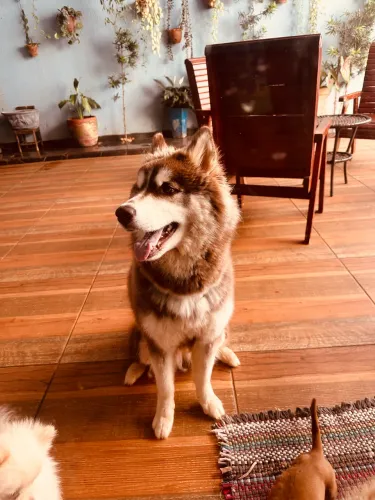 Husky siberiano fêmea cruza